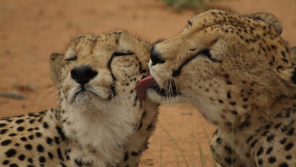 cheetahs