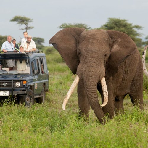 Africa-Elephant-David-Luck