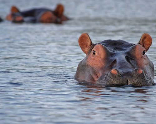 hippo-515027_1920